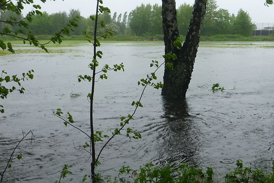 Die Kollau ist über die Ufer getreten und hat die anliegende Freifläche überschwemmt